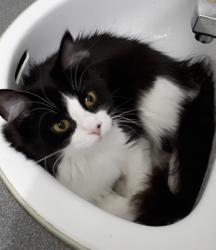 Lost Female Cat last seen Aylwin & Rachel, Montréal, QC H1W 3E2