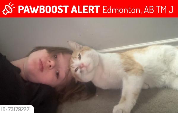 Lost Male Cat last seen Near st, Edmonton, AB T6M 3J9