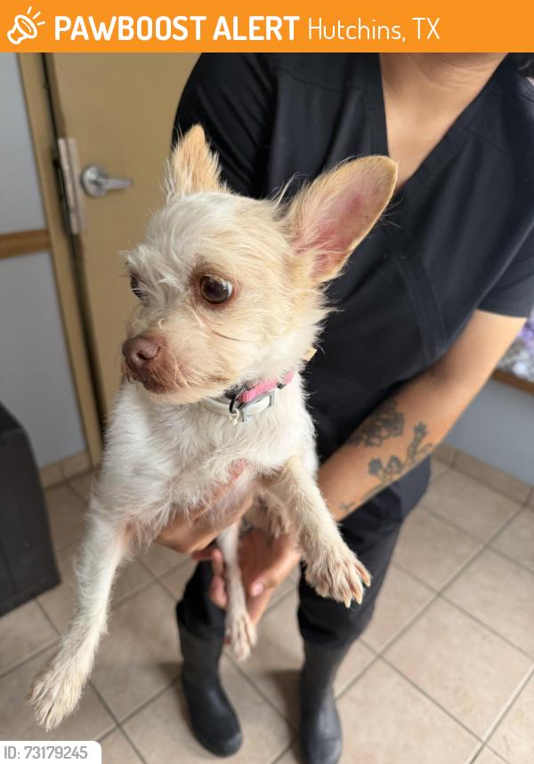 Found/Stray Female Dog last seen Magnolia Blvd & Lancaster-Hutchins Rd, Hutchins, TX 75241