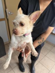 Found/Stray Female Dog last seen Magnolia Blvd & Lancaster-Hutchins Rd, Hutchins, TX 75241