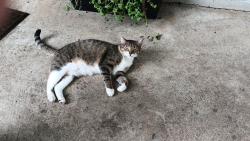 Found/Stray Unknown Cat last seen Rappahanock rd., Memphis, TN 38134