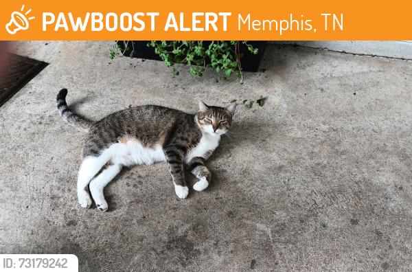 Found/Stray Unknown Cat last seen Rappahanock rd., Memphis, TN 38134