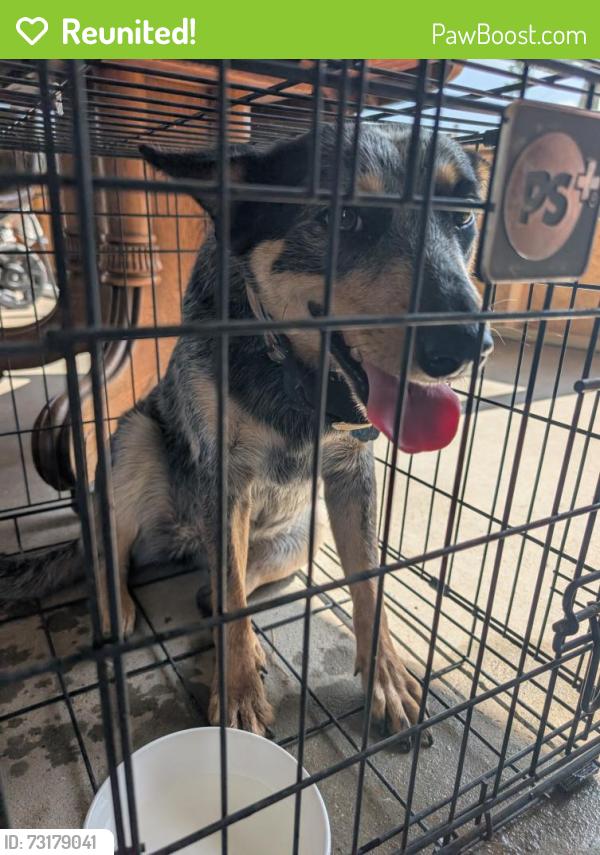 Reunited Female Dog last seen Near & Butcher, Waxahachie, TX 75165
