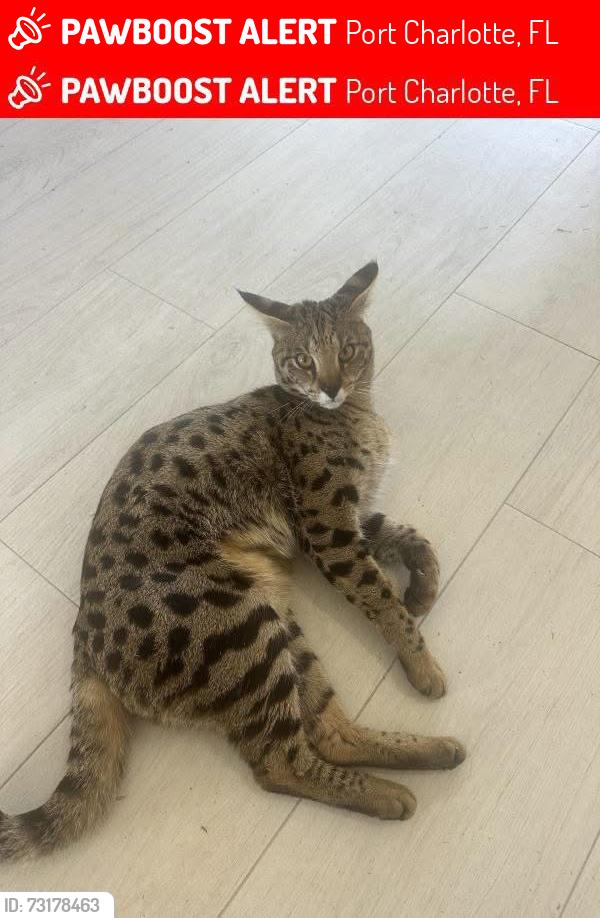 Lost Male Cat last seen como /johns, Port Charlotte, FL 33948
