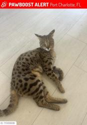 Lost Male Cat last seen como /johns, Port Charlotte, FL 33948