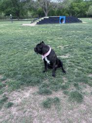 Lost Female Dog last seen Last pin was at parker elementary, Sherman, TX 75092