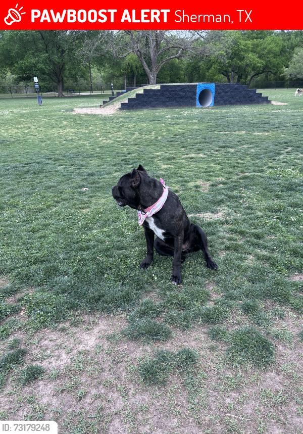 Lost Female Dog last seen Last pin was at parker elementary, Sherman, TX 75092