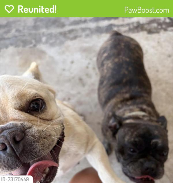 Reunited Female Dog last seen Near Santa Barbara and Gleason, Cape Coral, FL 33991