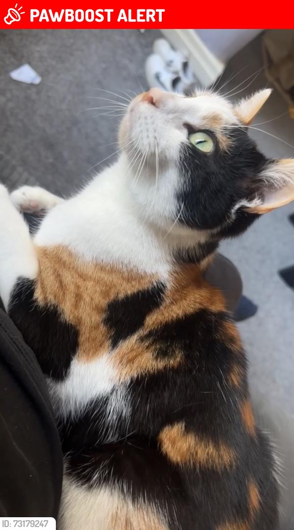 Lost Female Cat last seen Hathershaw, Greater Manchester, England 