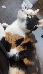 Lost Female Cat last seen Hathershaw, Greater Manchester, England 