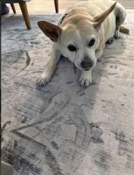 Reunited Male Dog last seen Wayforth rd, Concord, NC 28027