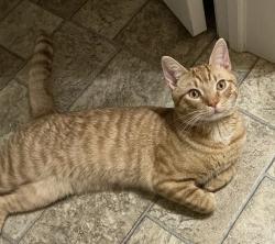 Reunited Male Cat last seen Near Steepbank Road, Lancaster, PA 17602, USA, Lancaster, PA 17602