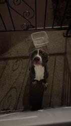 Lost Male Dog last seen Scott,national, Milwaukee, WI 53204