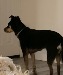Reunited Female Dog last seen Calle rinconado and limestone, Vail, AZ 85641