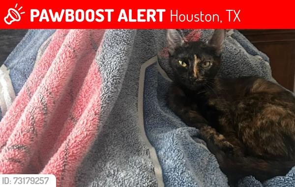 Lost Female Cat last seen Tamaulipas Michoacana, Houston, TX 77041
