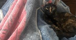 Lost Female Cat last seen Tamaulipas Michoacana, Houston, TX 77041