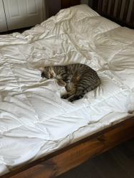 Reunited Male Cat last seen Wonderland & Comissioners / Springbank area, London, ON N6K 3Y2