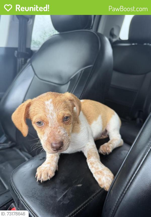 Reunited Female Dog last seen Patterson Rd, Hiddenite, NC 28636