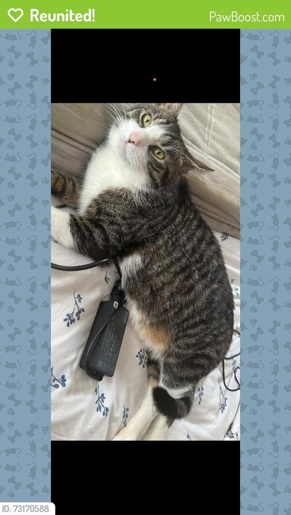 Reunited Male Cat last seen Clarence rd, Derby, England DE23 6PT