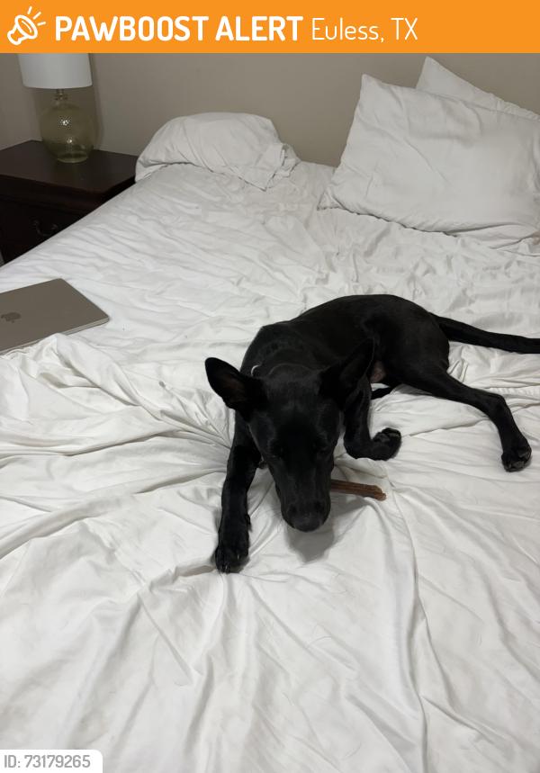 Found/Stray Male Dog last seen South Euless Main Street, Euless, TX 76040