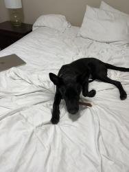 Found/Stray Male Dog last seen South Euless Main Street, Euless, TX 76040
