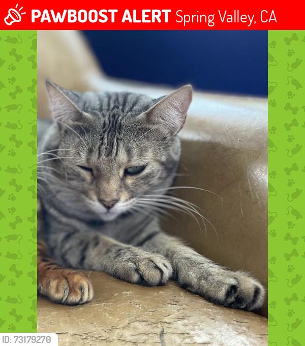Lost Female Cat last seen Helix Street, Spring Valley, CA 91977