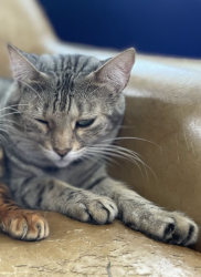 Lost Female Cat last seen Helix Street, Spring Valley, CA 91977