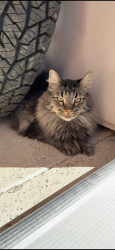 Lost Male Cat last seen Gentry, Carson City, NV 89701