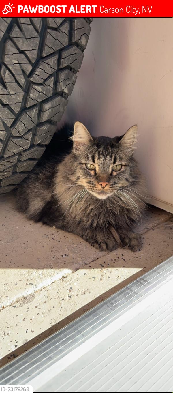 Lost Male Cat last seen Gentry, Carson City, NV 89701