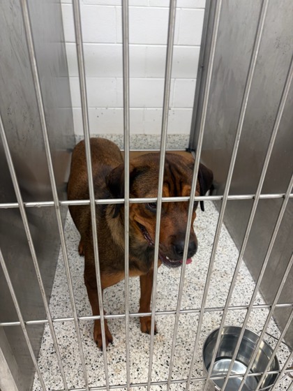Shelter Stray Female Dog last seen Near Carlton Rd, Palmetto, GA, 1251 Fulton Industrial Blvd NW, Atlanta, GA 30336, USA