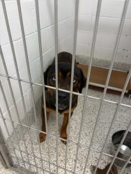 Shelter Stray Male Dog last seen Near Carlton Rd, Palmetto, GA, 1251 Fulton Industrial Blvd NW, Atlanta, GA 30336, USA