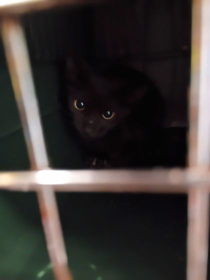 Shelter Stray Female Cat last seen Near Westbrook Pl, Union City, GA, 1251 Fulton Industrial Blvd NW, Atlanta, GA 30336, USA