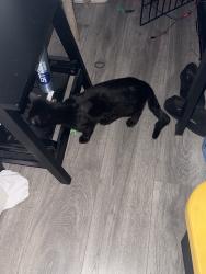 Reunited Male Cat last seen Near Prairie Ave, Lawndale, CA 90260, USA, Lawndale, CA 90260