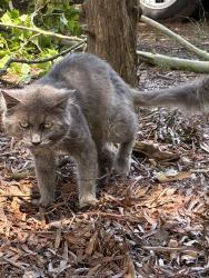 Found/Stray Male Cat last seen Chamberlayne Ave at Hilliard Ave, Richmond, VA 23227
