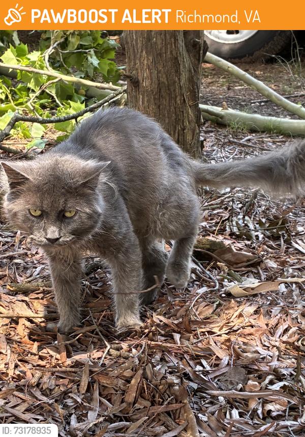 Found/Stray Male Cat last seen Chamberlayne Ave at Hilliard Ave, Richmond, VA 23227