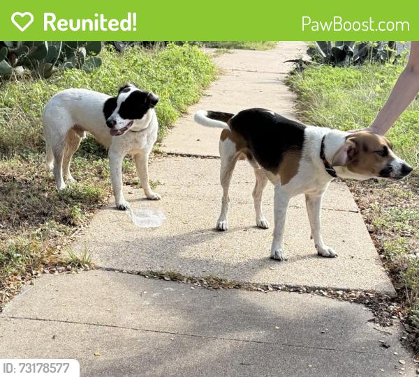 Reunited Unknown Dog last seen Woodland Ibis, Austin, TX 78750