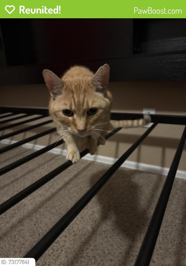Reunited Unknown Cat last seen Near Blackwolf ln, Parker, CO 80138