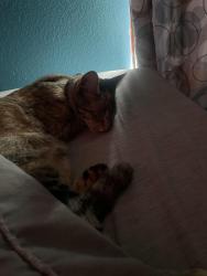 Reunited Female Cat last seen Ella Crossing and Ella Blvd, Houston, TX 77090