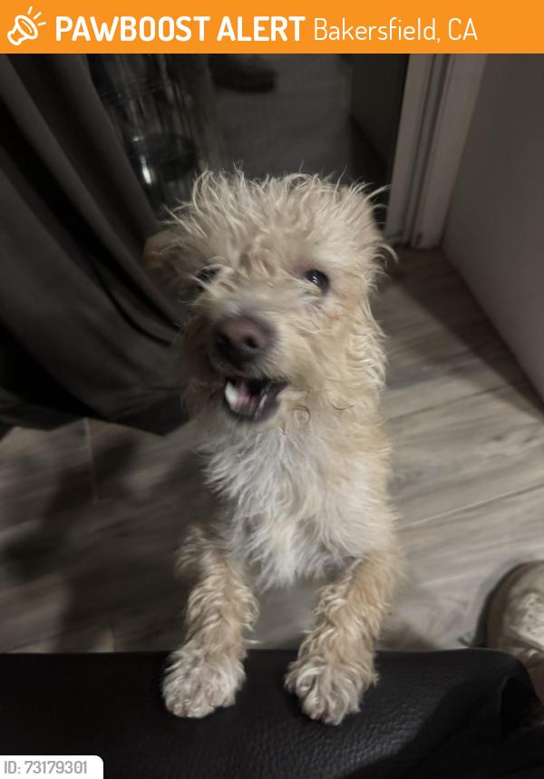 Found/Stray Male Dog last seen Glacier Springs Dr, Bakersfield, CA 93313