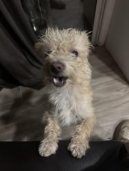 Found/Stray Male Dog last seen Glacier Springs Dr, Bakersfield, CA 93313