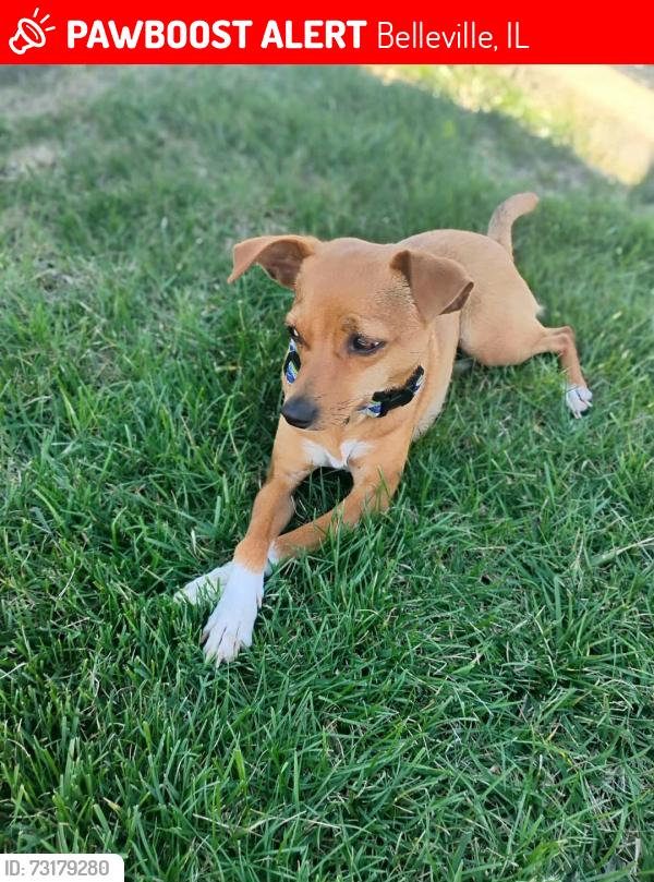 Lost Female Dog last seen Near Motomart, Belleville, IL 62226