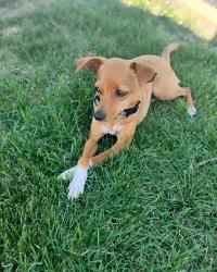 Lost Female Dog last seen Near Motomart, Belleville, IL 62226