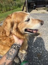 Found/Stray Male Dog last seen Stillwell and Beckett, Oxford, OH 45056