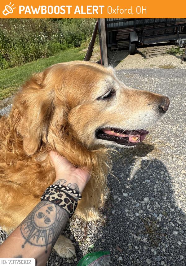 Found/Stray Male Dog last seen Stillwell and Beckett, Oxford, OH 45056