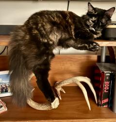 Reunited Female Cat last seen 41st and Taravel, San Francisco, CA 94116