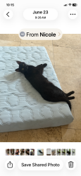 Reunited Female Cat last seen Meadows and Voorhees (Mira Costa HS), Manhattan Beach, CA 90266