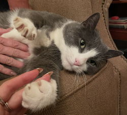 Lost Male Cat last seen Near marlana ct., Norfolk, VA 23503