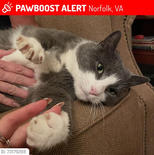 Lost Male Cat last seen Near marlana ct., Norfolk, VA 23503