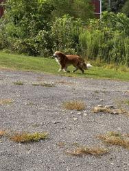 Found/Stray Unknown Dog last seen Stillwell and Beckett, Oxford, OH 45056