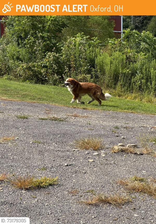 Found/Stray Unknown Dog last seen Stillwell and Beckett, Oxford, OH 45056